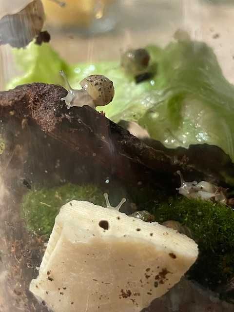 Sprzedam Ślimaki afrykańskie Lissachatina (Achatina)fulicia .