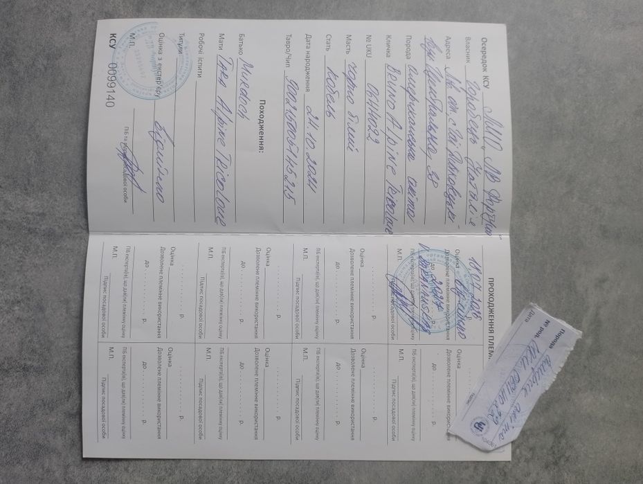 Акіта Американська В'язка.