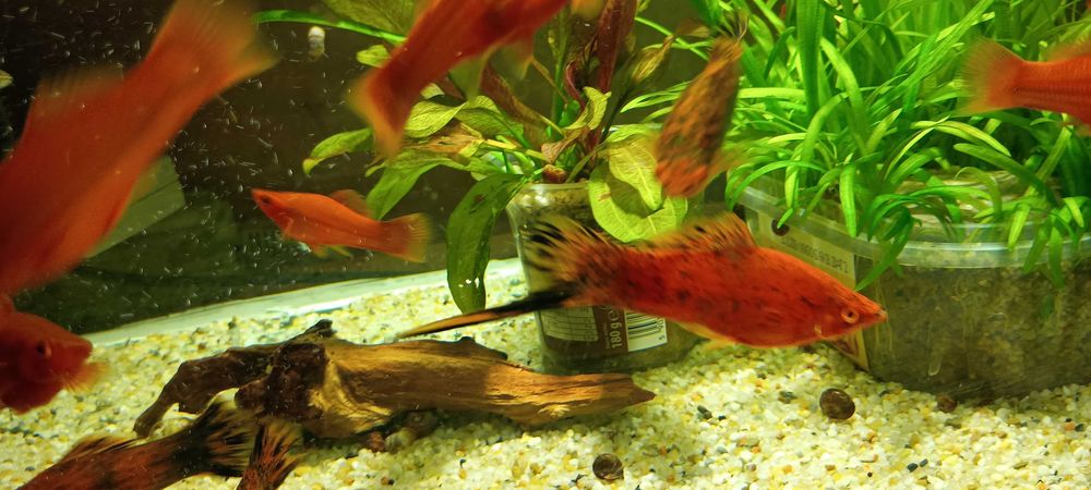 Sprzedam mieczyki samce.