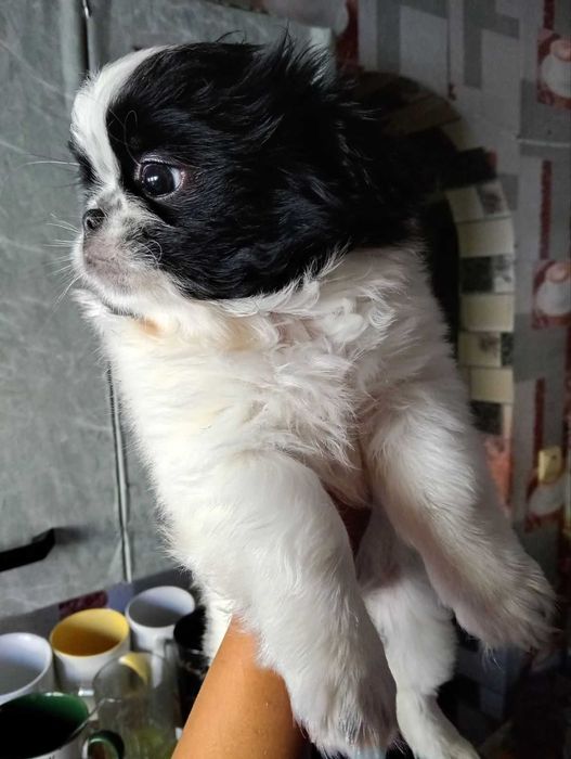 Цуценя японський хін хлопчик