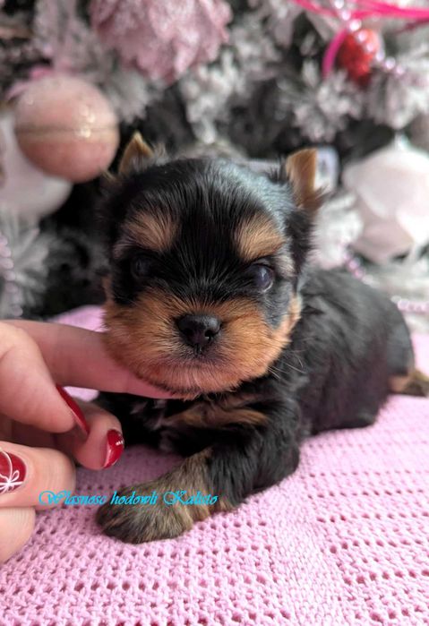 Yorkshire Terrier Piesek S