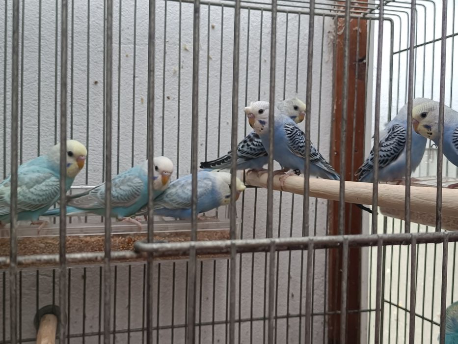 Tenho vários periquitos de poupa portadores de hagoromos