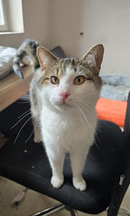 Idealny kot do adopcji - Stefanek