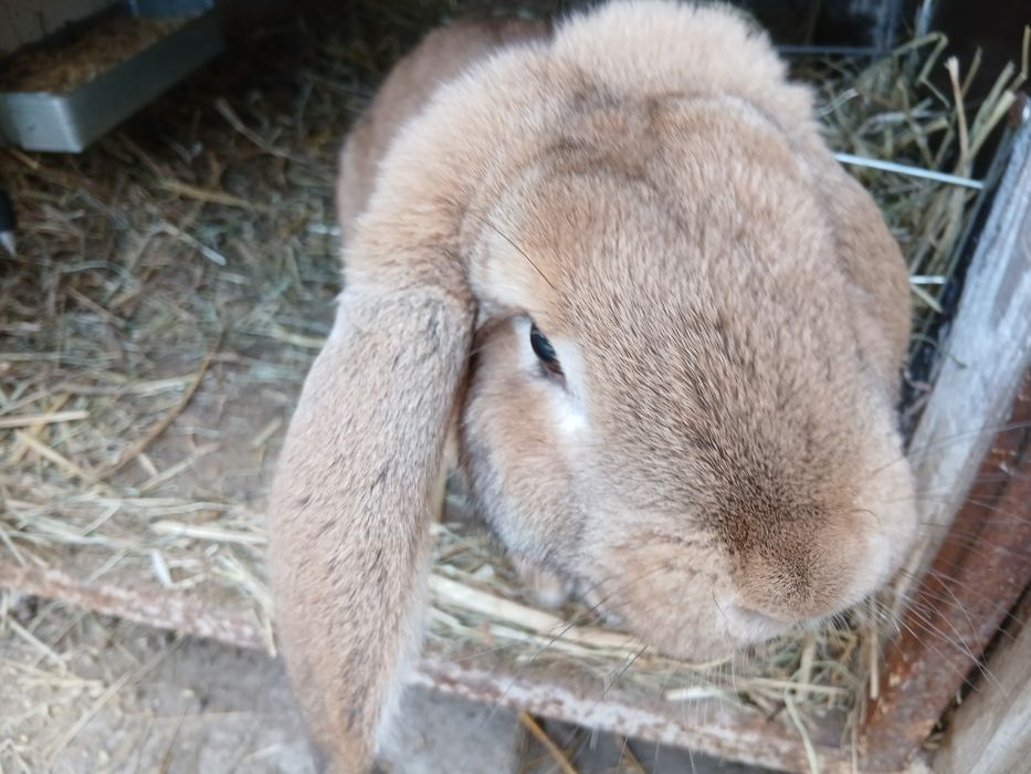 Młode samce barana francuskiego
