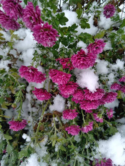 Хризантеми два кольори.