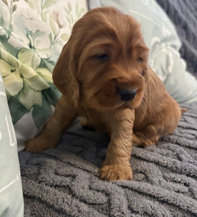 Cocker spaniel - piesek