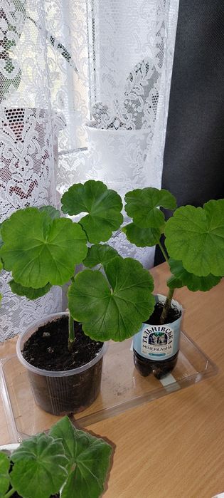 Герань пеларгонія калачик