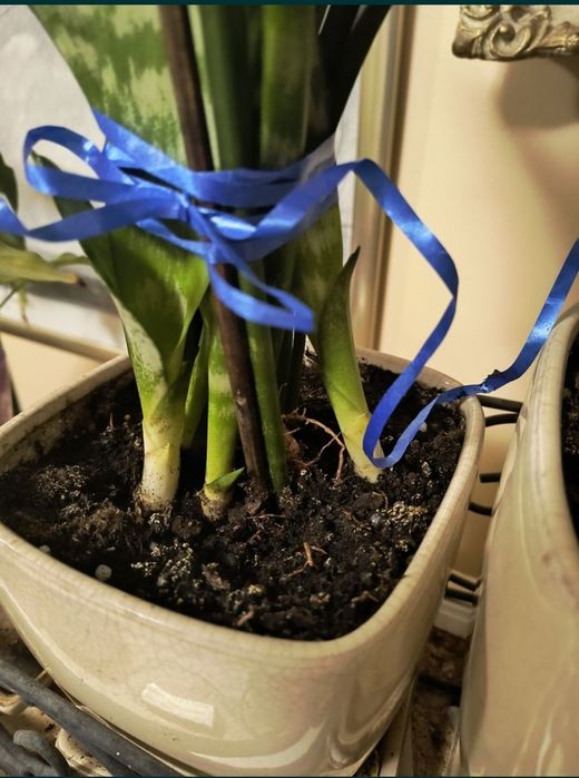 Sansevieria trifasciata Zeylanica