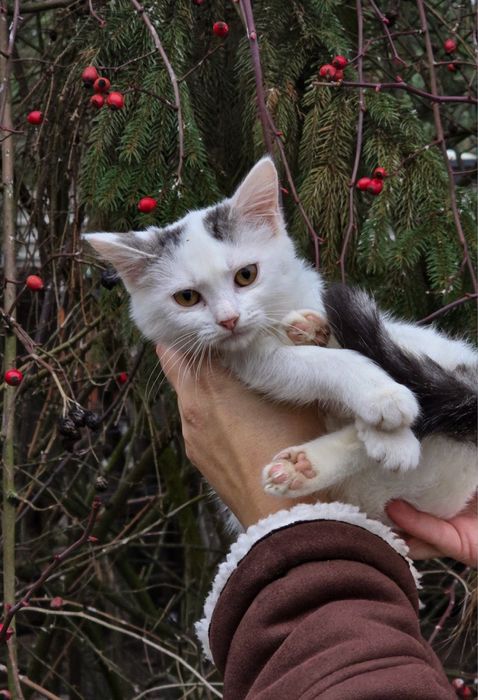 Кошенятко в добрі руки