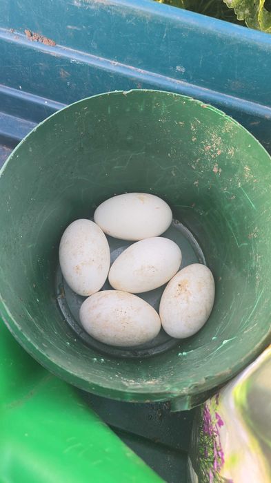 Gęsi  2sztuki sprzedam