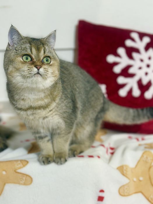 Kotka brytyjska  z legalnej hodowli