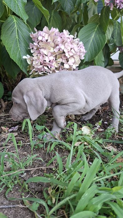 Weimaraner  " braco weimar "
