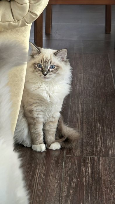 Kocurek Ragdoll z rodowodem