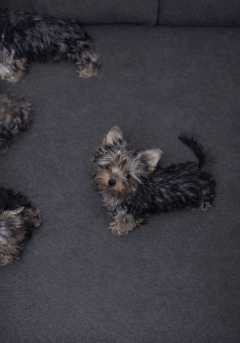 Дівчинка дюймовочка мікро.