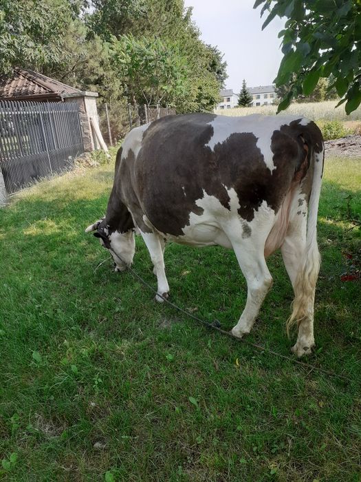 krowa , 3 lata , wkrótce wycienie