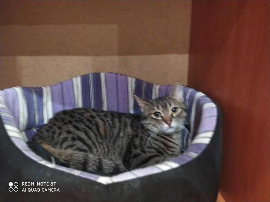 Маленькая нежная кошечка Масяня ищет свой дом