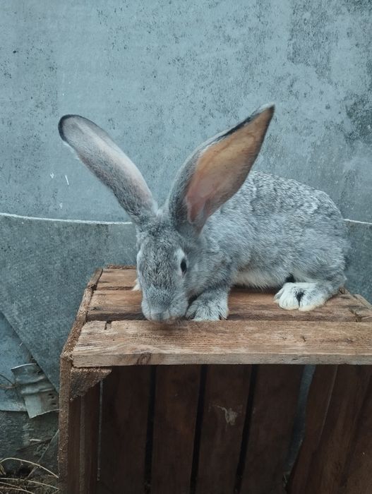 Європейська шиншила