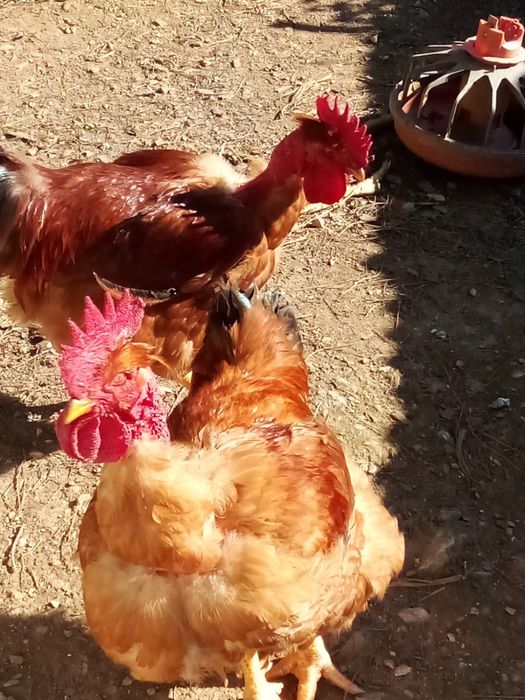 Vendo Galos caseiros