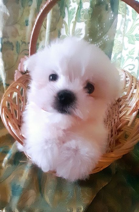 Міні хлопчик мальтезе