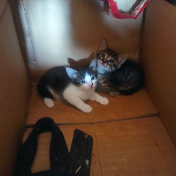 Віддам даром котенят