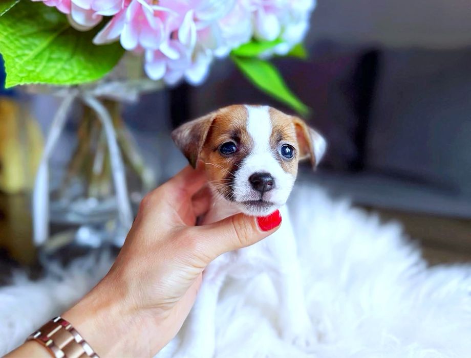 Джек рассел дівчинка  / кку /