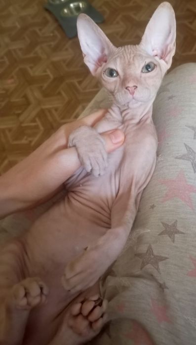 Продам девочку донского сфинкса
