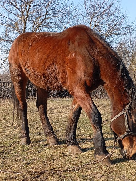 Змінить місце проживання кобила