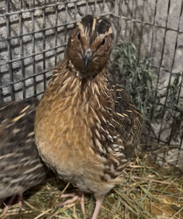 Перепілки молоді несуться