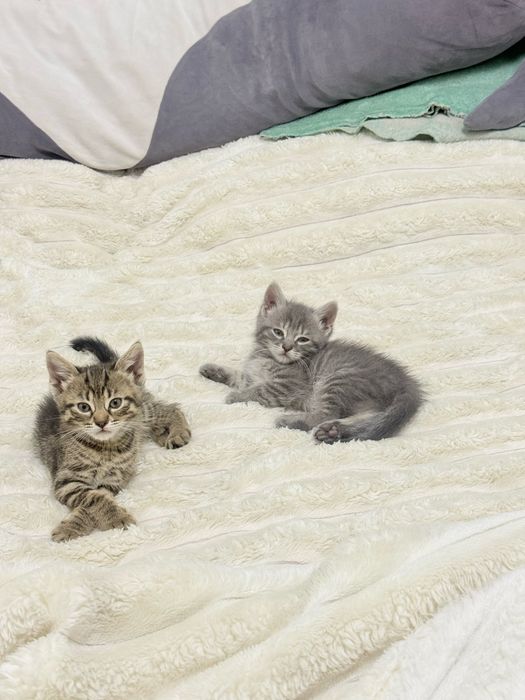 Кошеня, котик, кішка