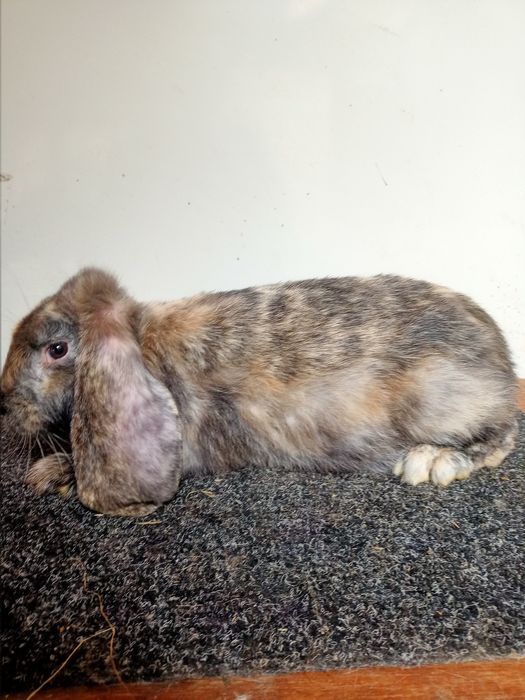 Французький баран (фб)  арлекін самець самка кролі-кролики