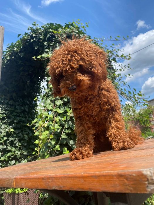 В'язка Той Пудель Red Braun