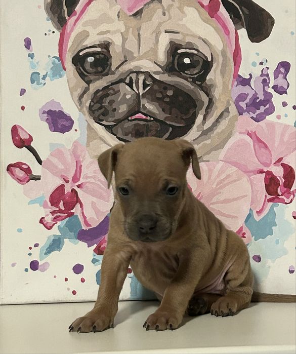 БРОНЬ! Наймиліші цуценятка Амстафф