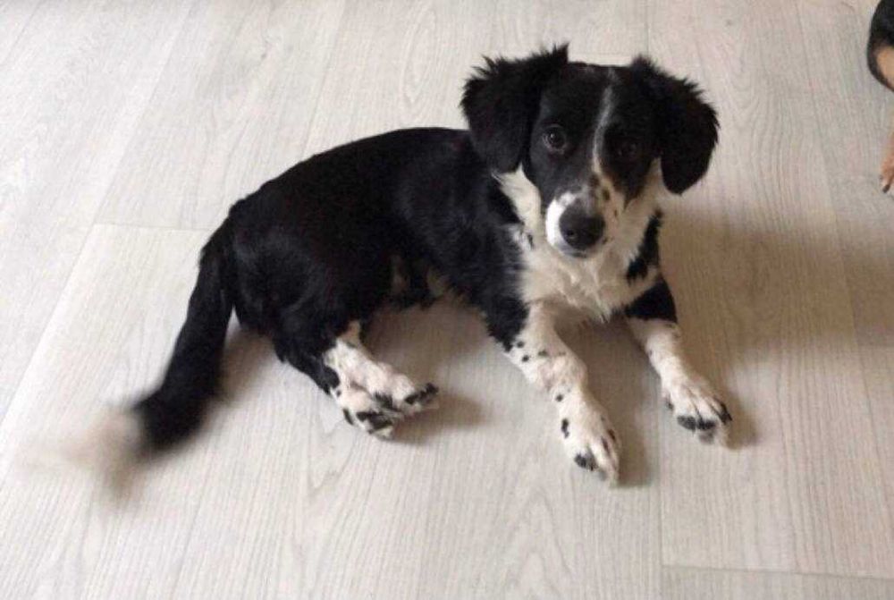 Віддам свою собачку в гарні, люблячі руки