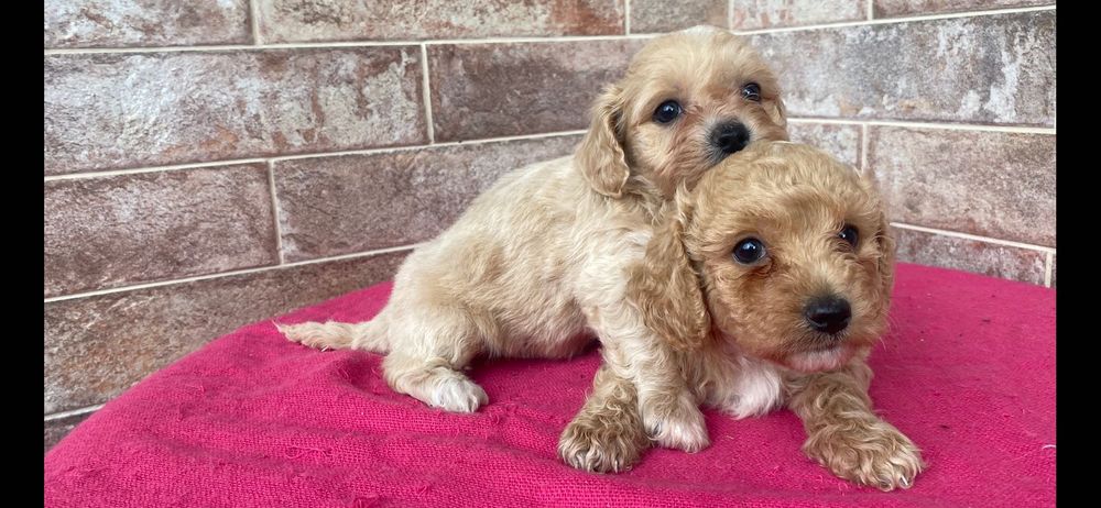 Maltipoo - piesek