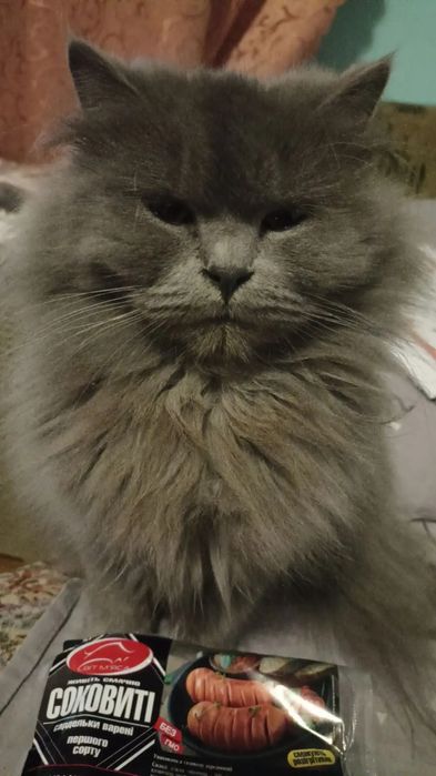 Шукаємо кота для в'язки