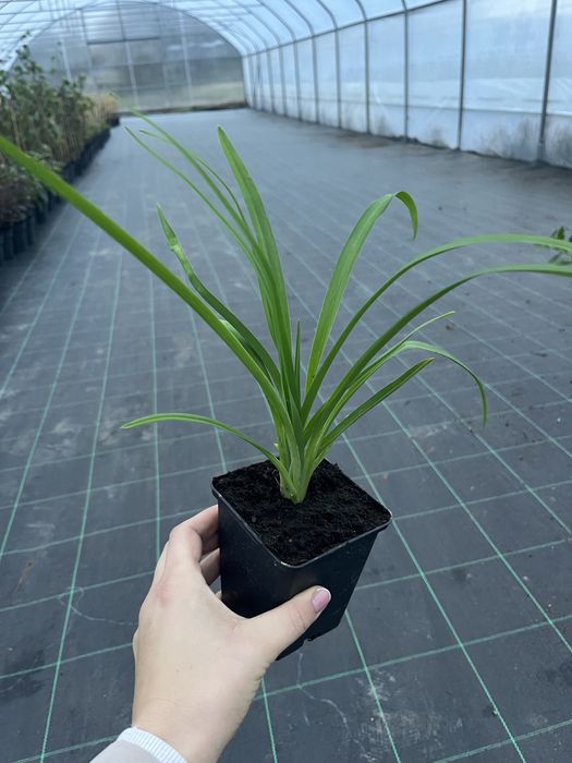 Liliowiec żółty sadzonka p9