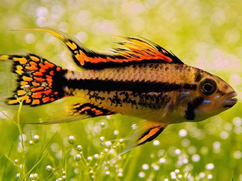 Апістограма какаду рибка акваріумна