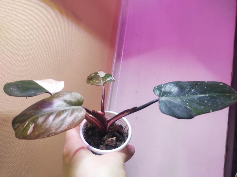 Philodendron Red Anderson/Филодендрон Ред Андерсон