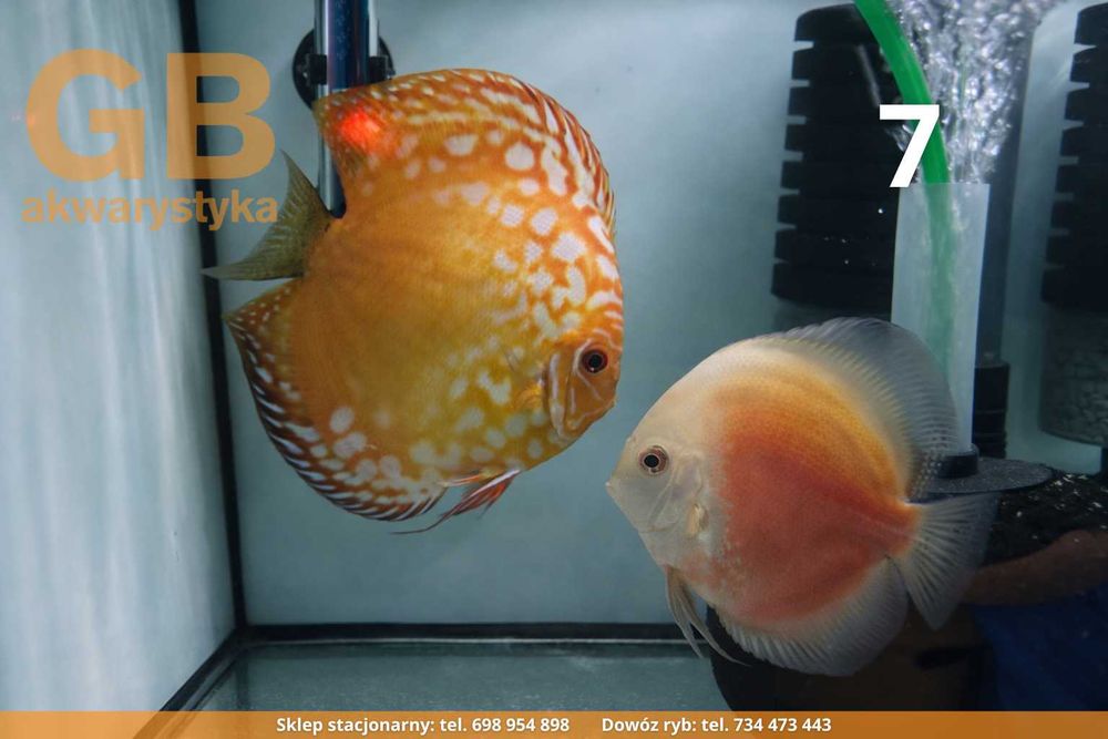 GB DYSKOWCE Dobrana para PIGEON + RED WHITE  - mechaniczny defekt oka