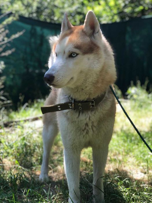 Яскравий хаскі у розквіті сил - шукає даму серця