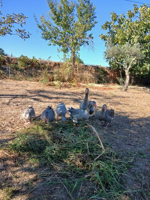 Gansos adultos venda