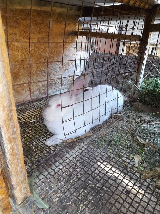 Каліфорнійські кролики