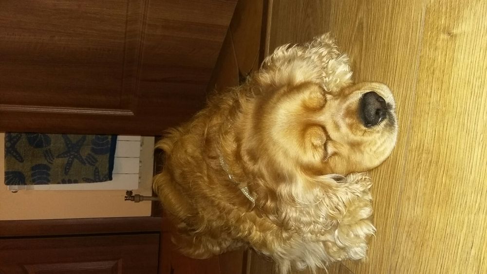 Англо-американець для в'язки