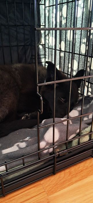 Czteromiesięczna suczka szuka nowego domu.