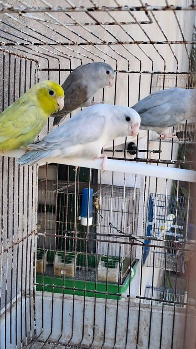 Caturras   forpus  periquitos australianos