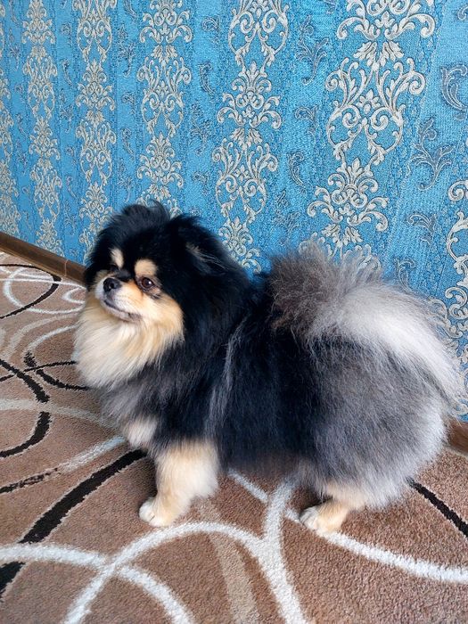 Ищем девочку для шпица.