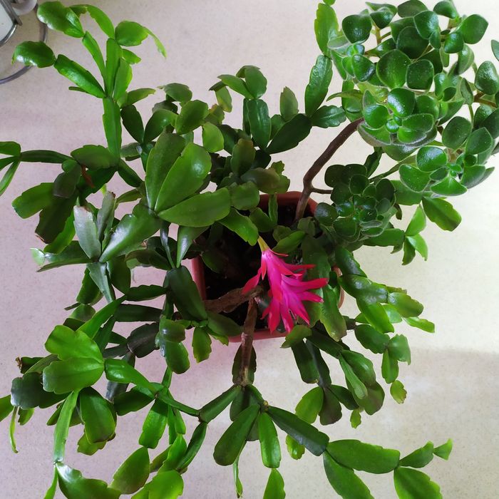 Різдвяник, або шлюмбергера, зігокактус