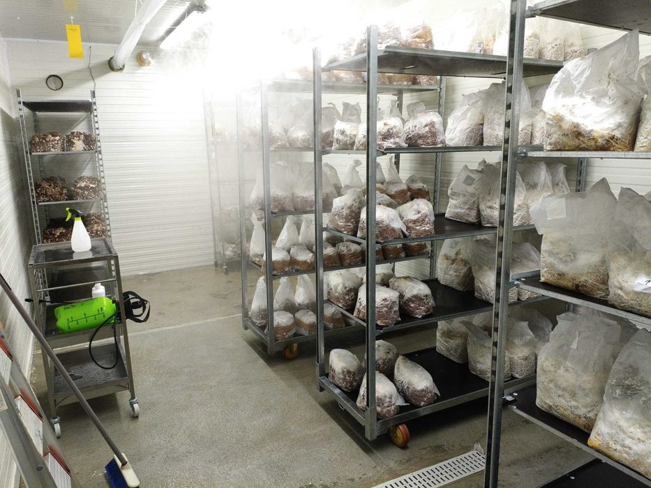 Sala de Cultivo de Cogumelos – Pronta a Entregar e a Produzir