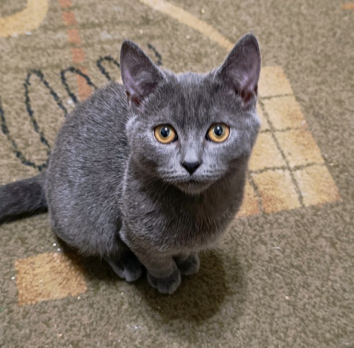 Кошеня. Кіт. Киця.