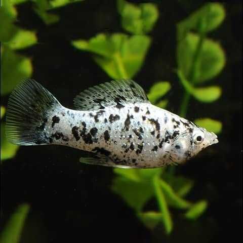 GB Molinezja Dalmatin, Dalmatyńczyk - dowóz ryb!